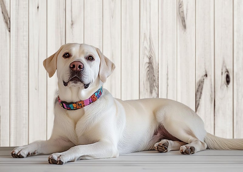 Kate 10x10ft White Wood Retro Plank Backdrop White Shiplap Background Vertical Wooden Texture Photo Backdrops - Image 2